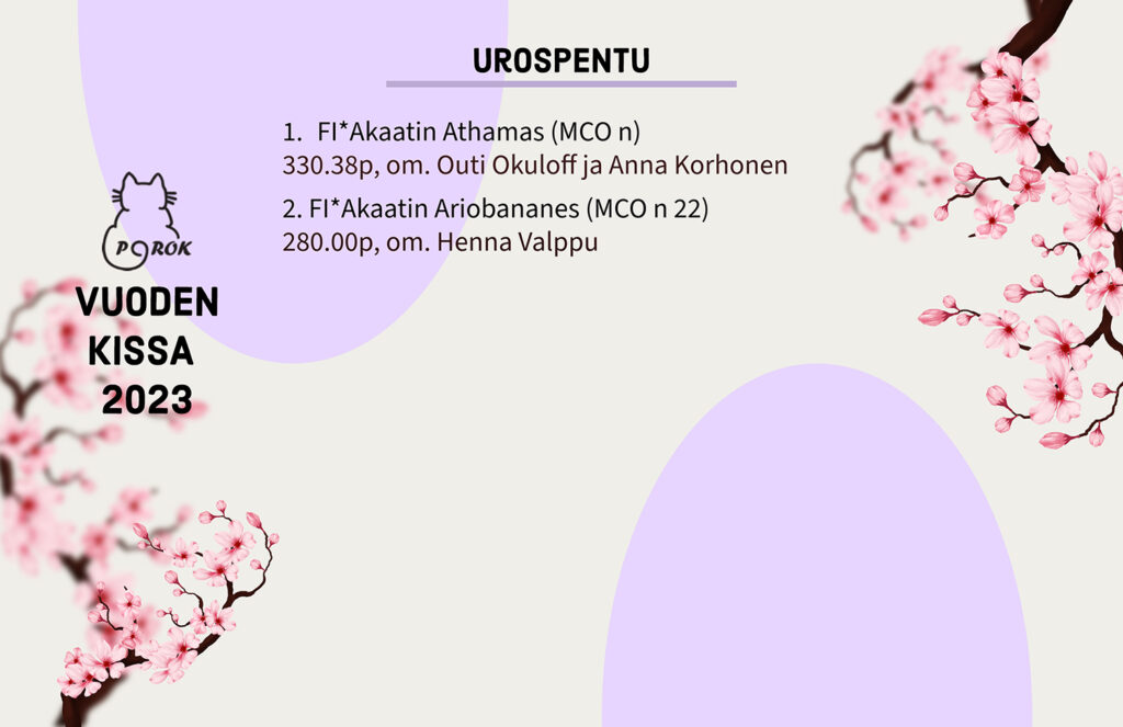 Pohjoinen Rotukissayhdistys vuoden kissa 2023